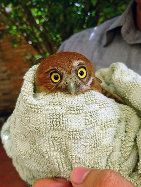 Ferruginous Owl
