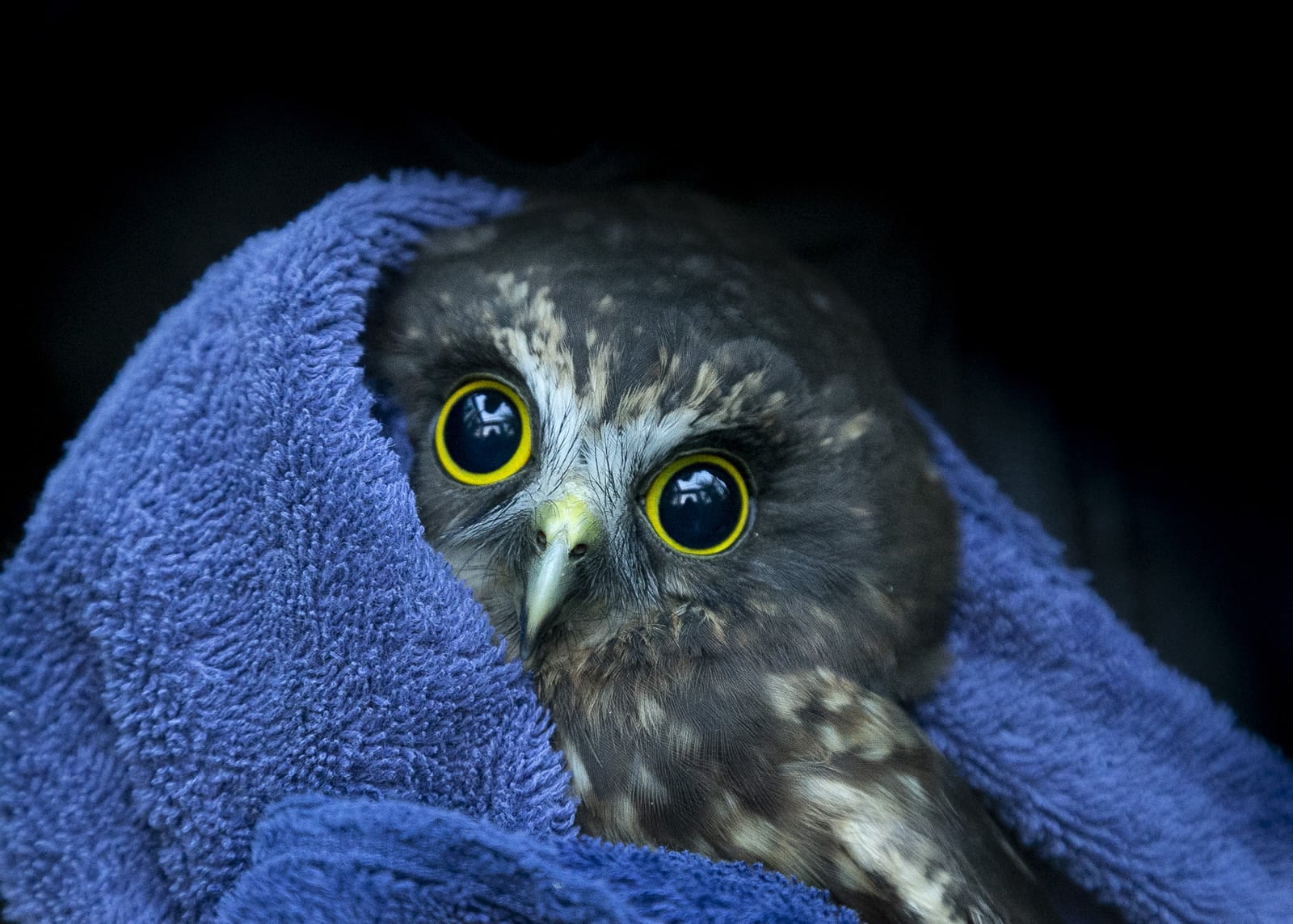 Introducing: Owls in Towels!