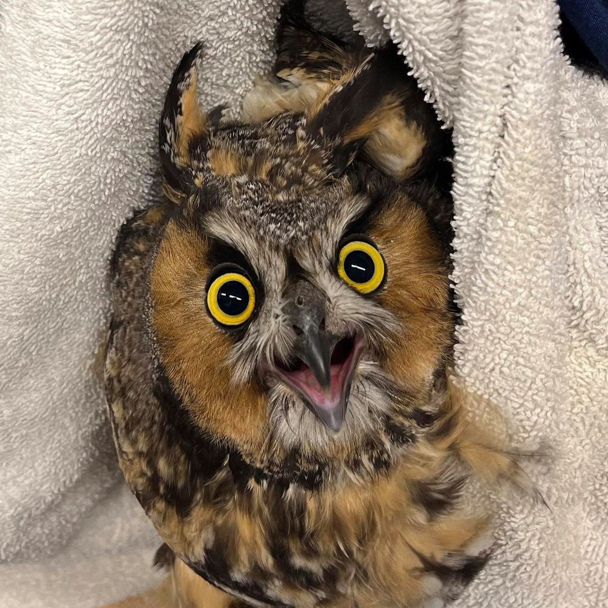 Lively Long-Eared Owl