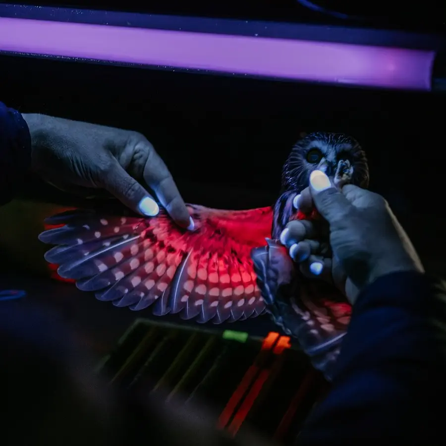 The owl has an outstretched wing on a tabletop beneath the violet glow of a blacklight. A volunteer holds the owl's feet in one hand, and fans the feathers of the wing with the other. The tube light fluoresces the scene like a rave, highlighting the person's polished fingernails in brilliant white and the owl's feathers in a cosy red and pink. Although open, the owl's eyes are dark, and what little light is reflected in them is unexpectedly brighter inside the pupil than the surrounding iris, giving the owl a ghostly supernatural look.