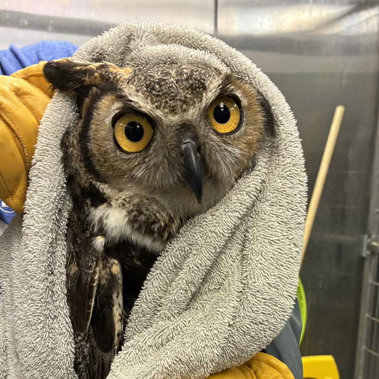 A Great Horned Owl is wrapped in a pale lichen-green towel in the arms of a rehabilitator. One ear tuft is free, the other concealed by the towel around the head, worn like a shawl. Showl? He is kept stable top and bottom with thick mustard-yellow gloves. His eyes are fixed on the camera with intense yellow eyes that say "Choose your next action wisely human. Invoke my wrath and it will be your last". A mop handle stands in the background before wall panels of stainless steel.
