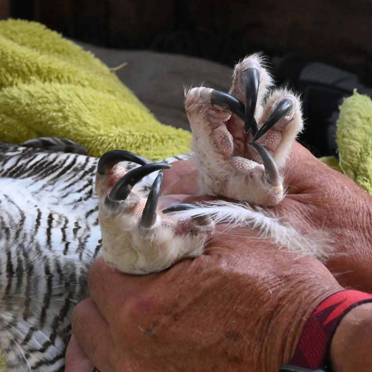 Another (!) set of hands, this time restraining Alice's ankles. Three people are involved in this process, four if you count the photographer. Attached to said ankles are fuzzy feet, each clenched in a ball showcasing Alice's impressive talons. Also impressive is her plumage in stripes of black and white.