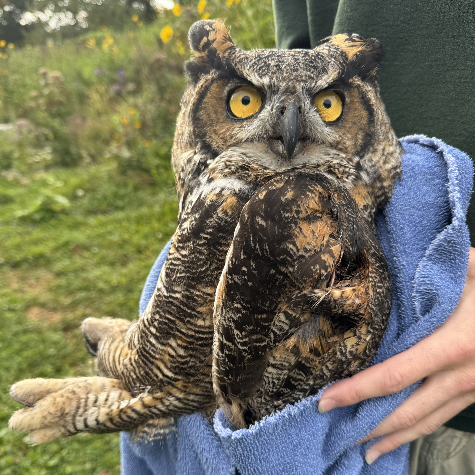 Sassy Owl Saved