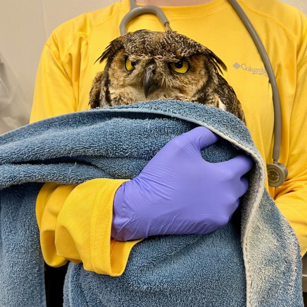 Resting Owl Face