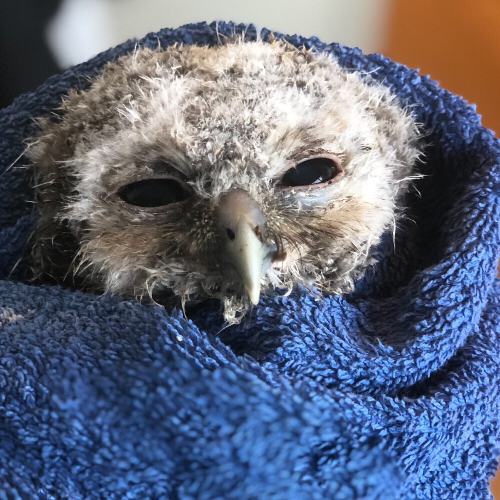 A Tawny Owlet is wrapped in a dark blue towel. He looks like a little extra-terrestrial 👽 with ghostly grey-white feathers typical of owl chicks, and a pair of black marbles peering out from a kiwifruit-shaped head. Some feathers are a little matted and stuck together following a bath (hence the towel).