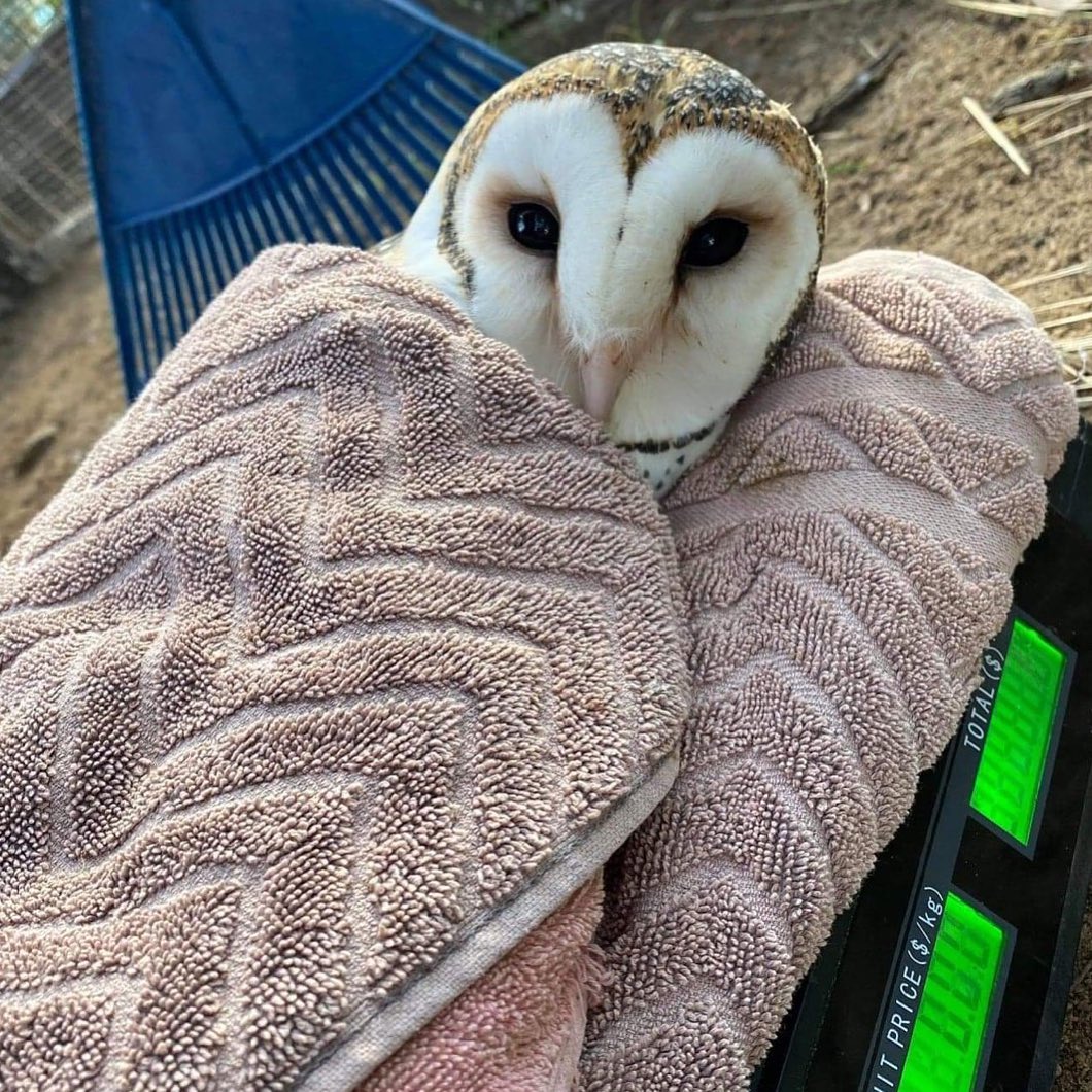 Masked Owl Wrapped and Weighed