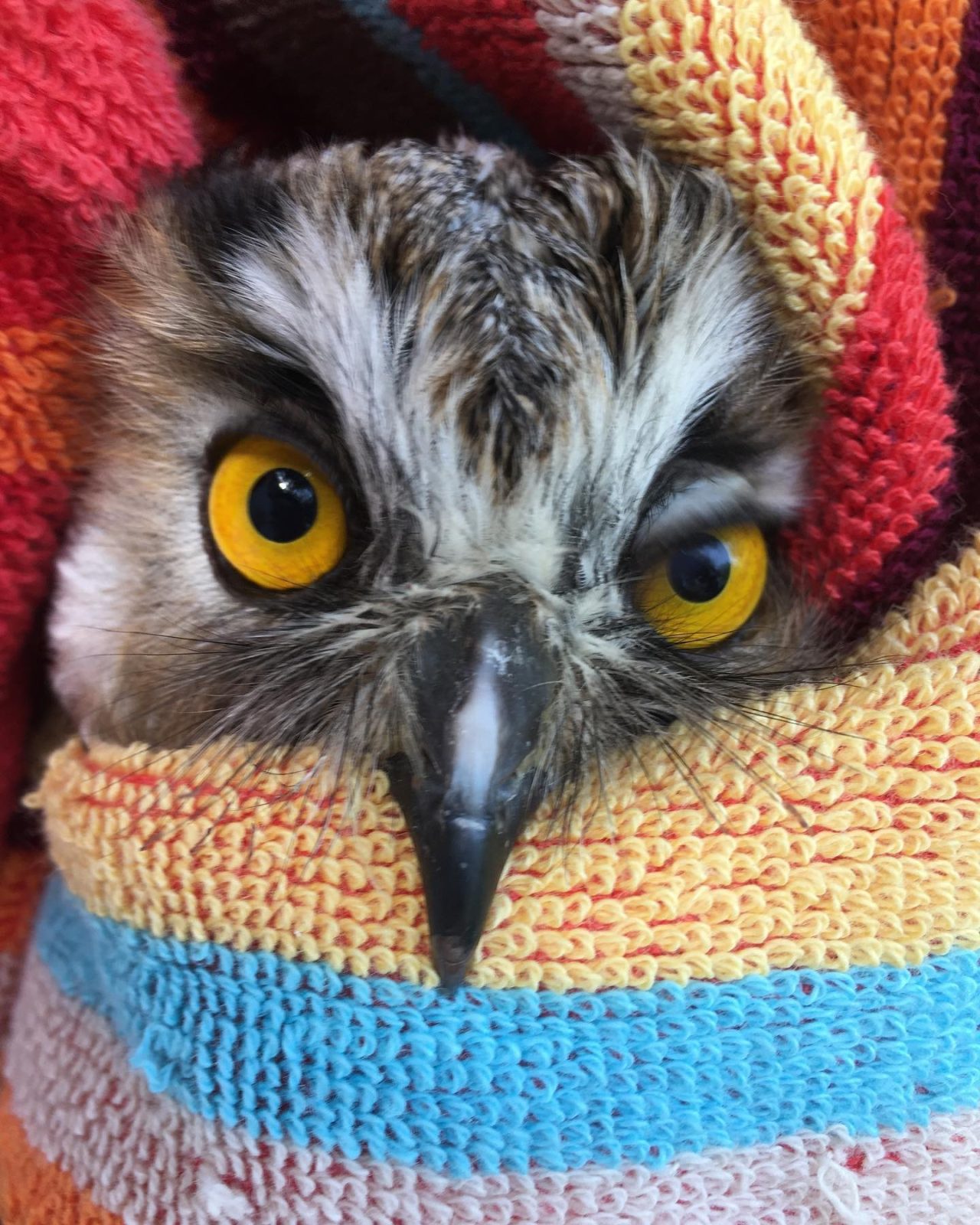 A Long-eared Owl is wrapped in a vibrant striped towel in shades of orange, sky blue, buttery yellow, watermelon red and plum. The owl has a large beak protruding over the edge of the fabric, and some fairly hefty rictal bristles a.k.a. whiskers to match.
The photographer has captured the owl mid-blink, and one of its amber eyes is partially closed. This gives the owl an expression thatโif it were humanโcould be described as haughtiness or nonchalance, or a combination of the two.
