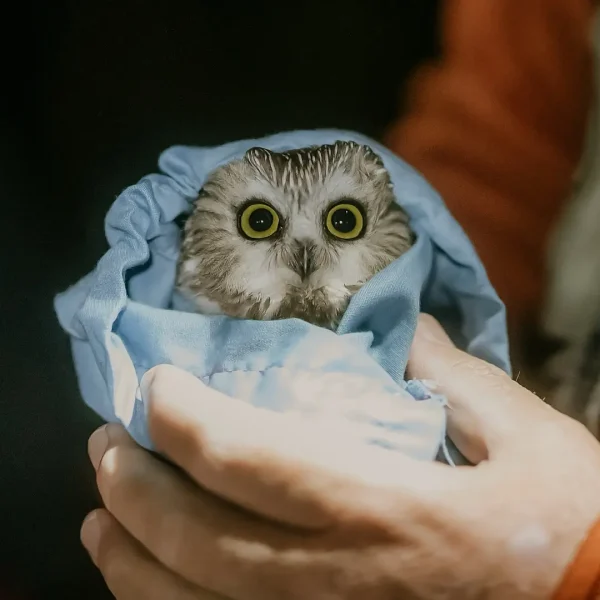 Saw-Whet Banding Season