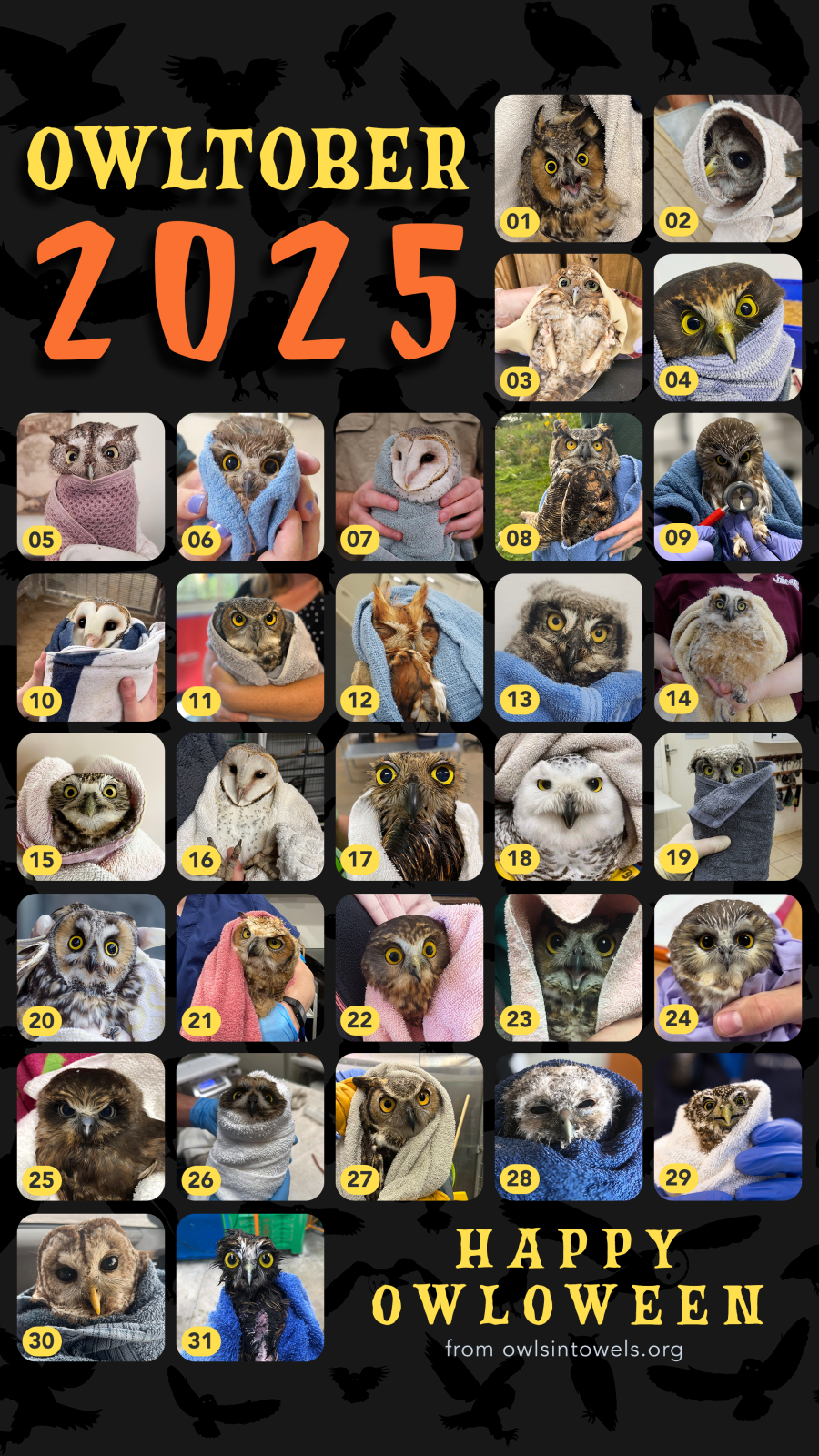 A calandar grid of 31 owls, one for each day of Owltober, with the message "Happy Owloween from owlsintowels dot org"