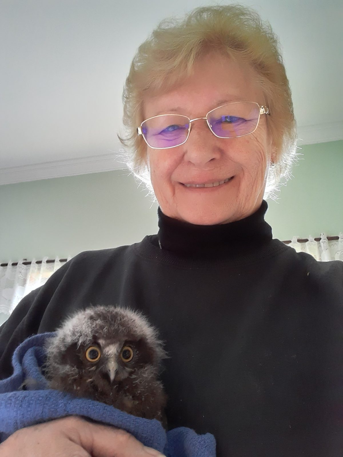 A juvenile Ruru / Morepork still has his baby fluff - thin wisps of white feathers around his head that make him look like an old man. His eyes are wide, yellow, and lacking any thought behind them. Some darker markings above look like raised eyebrows, as if he's especially shocked by the featherless bipeds around him. He's wrapped in a blue tea towel, held to the chest of Judy the rehabilitator behind.