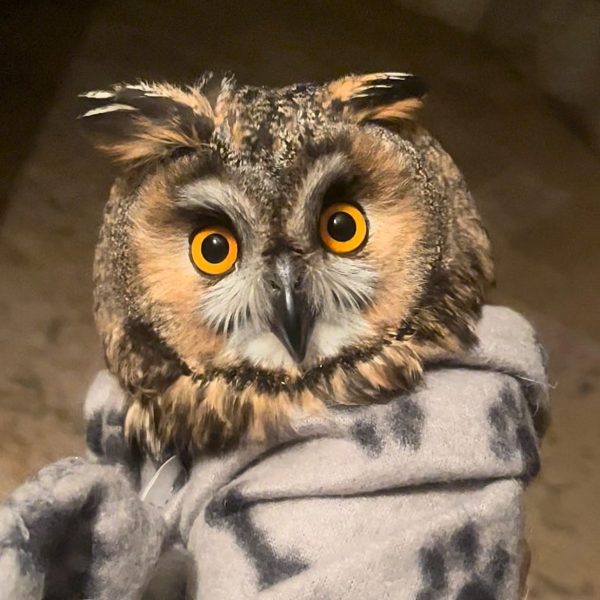 Long-Eared in Lebanon
