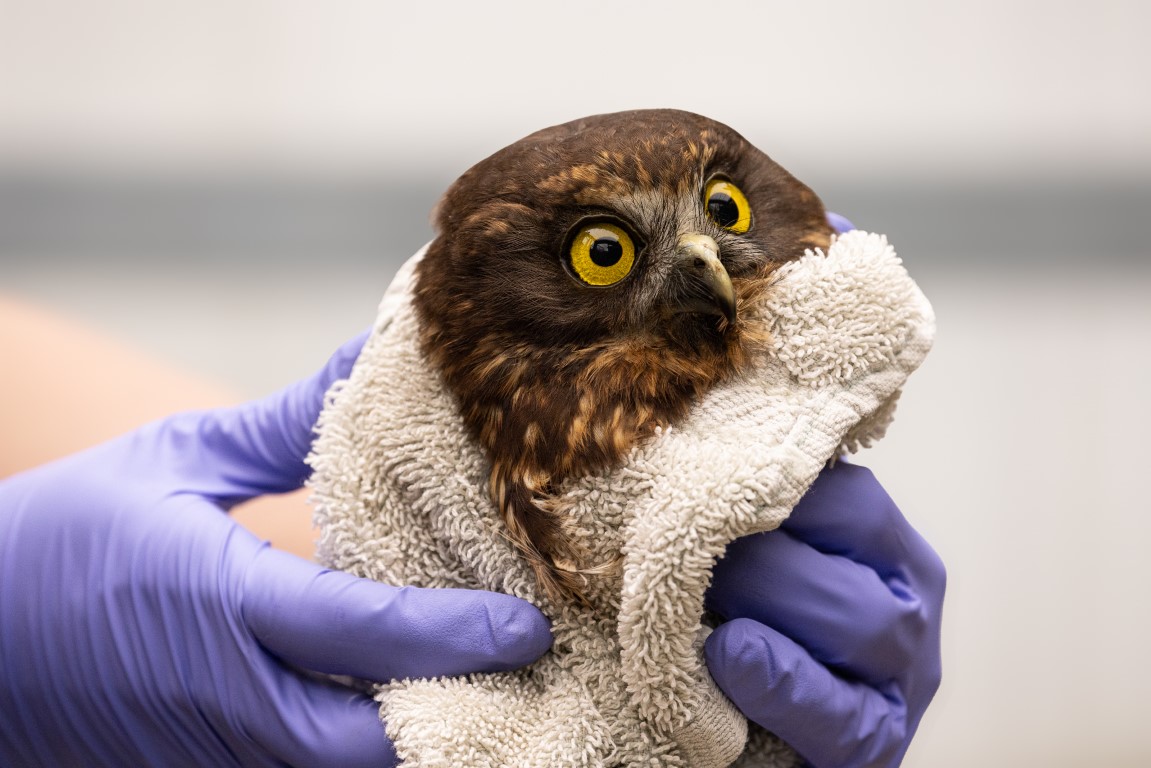 A Ruru with chocolate brown feathers and amber eyes is wrapped in an alabaster-cream towel during a routine health check. He is held by a rehabilitator sporting a pair of purple medical gloves. Only the owl's head is visible, in sharp focus against a soft indiscernible background. One of his eyes is more dilated than the other... ovO