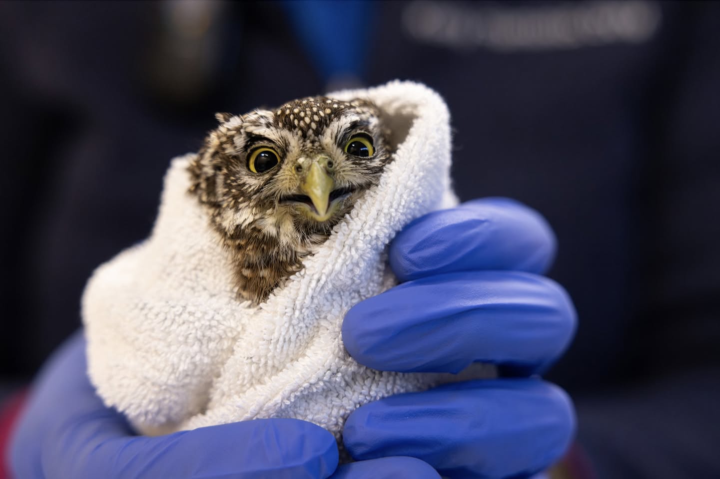 A Northern Pygmy Owl with brown and cream feathers is wrapped in a white towel, held by a pair of blue gloves the way someone might hold a mug of coffee on a winter's day. The owl's expression is comical, in part thanks to: 
a) feather markings that look like raised eyebrows; 
b) an open mouth that practically says "I am surprised"; and 
c) the owl's whole face in a state of recoil, looking down his beak at the camera.

The background is out of focus and indistinct—dark blue with some bokeh shapes. From the original post we can see it is the torso of the rehabber with a clip-on walkie-talkie, blue undershirt, and white text displaying workplace details.