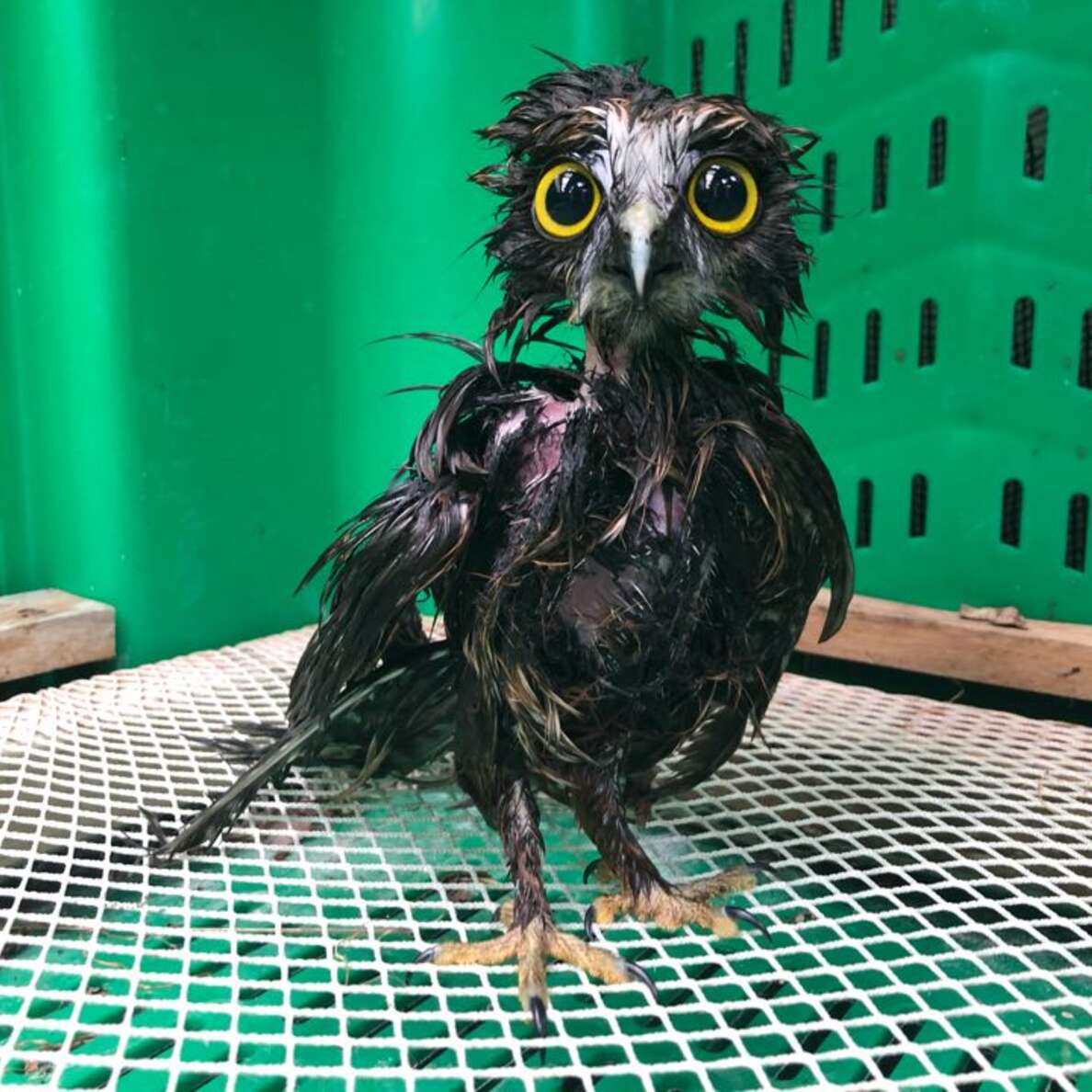 Another angle of this Cronenbergian horror with Disney eyes. The owl's leg stance is sturdier, and if you ignore the whole looking-like-a-drowned-abomination thing, he's far more photogenic and you know what? Kinda badass. Like a character-select screen in an RPG. What's interesting is we don't often see the shape of an owl's neck, because the head feathers typically merge into the shoulder like a lumpy snowman. But here, with all the feathers matted and shrink-wrapped to the owl's bone structure, he appears almost humanoid.