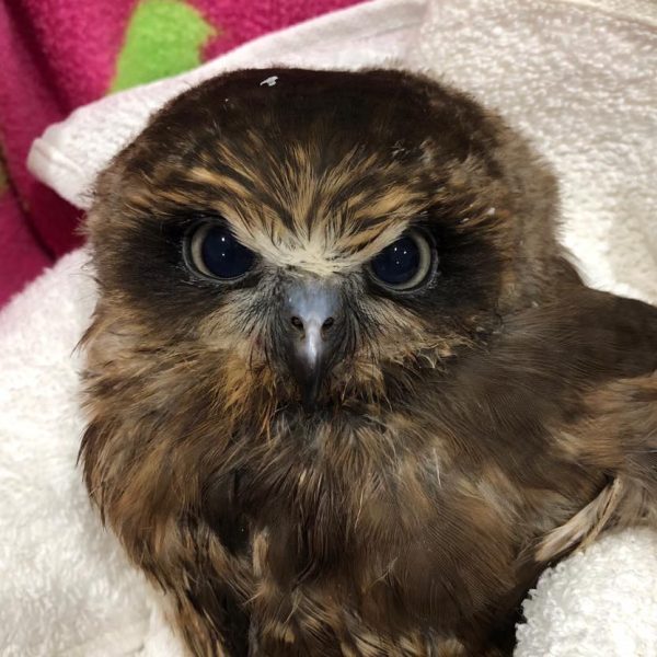 An Ornery Owl
