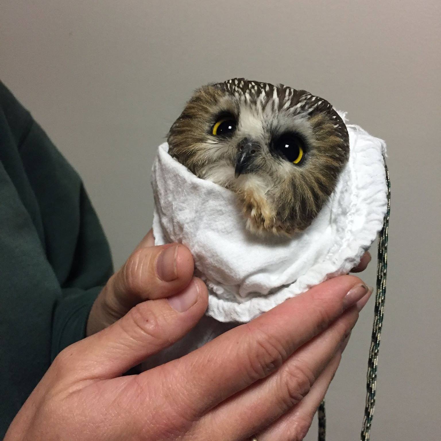 Cute old Saw-whet owl captured for banding