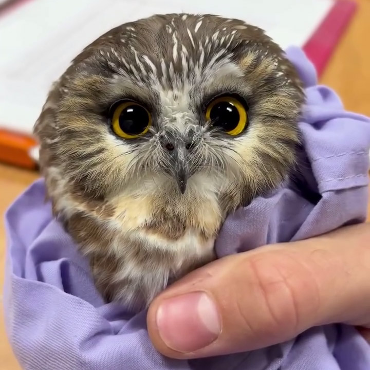 Ozark Owl Observations