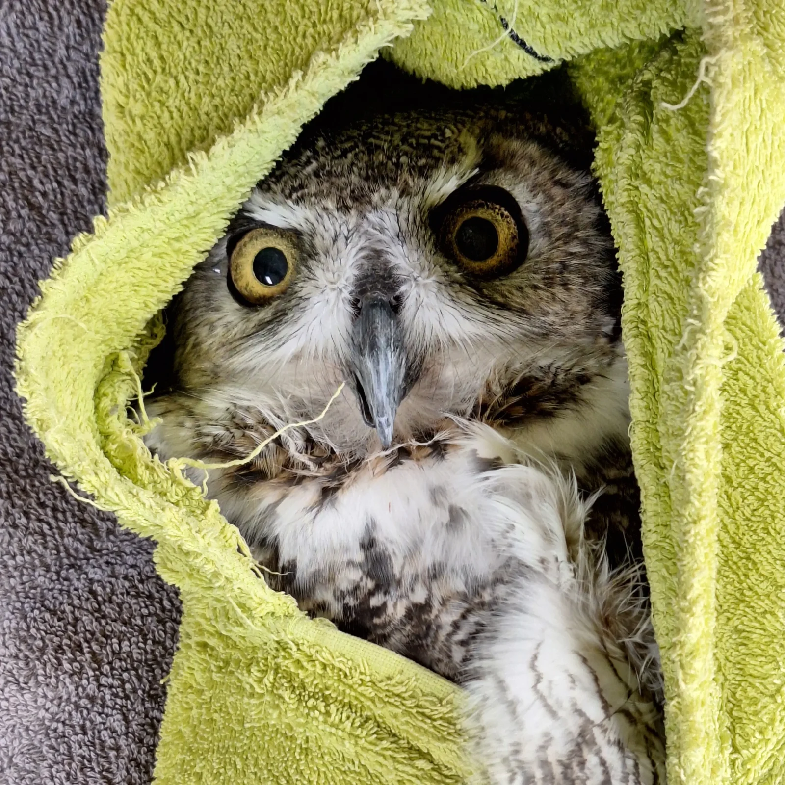 Alice the 28 year old Great Horned Owl is cocooned in a sunny lime towel. She is lying on her back, with the camera looking down and her looking right back up. Her eyes are pear-yellow with an expression that says "do not eff with me".