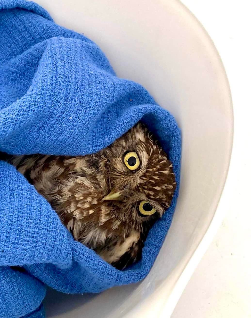 Little owl youngster on the mend