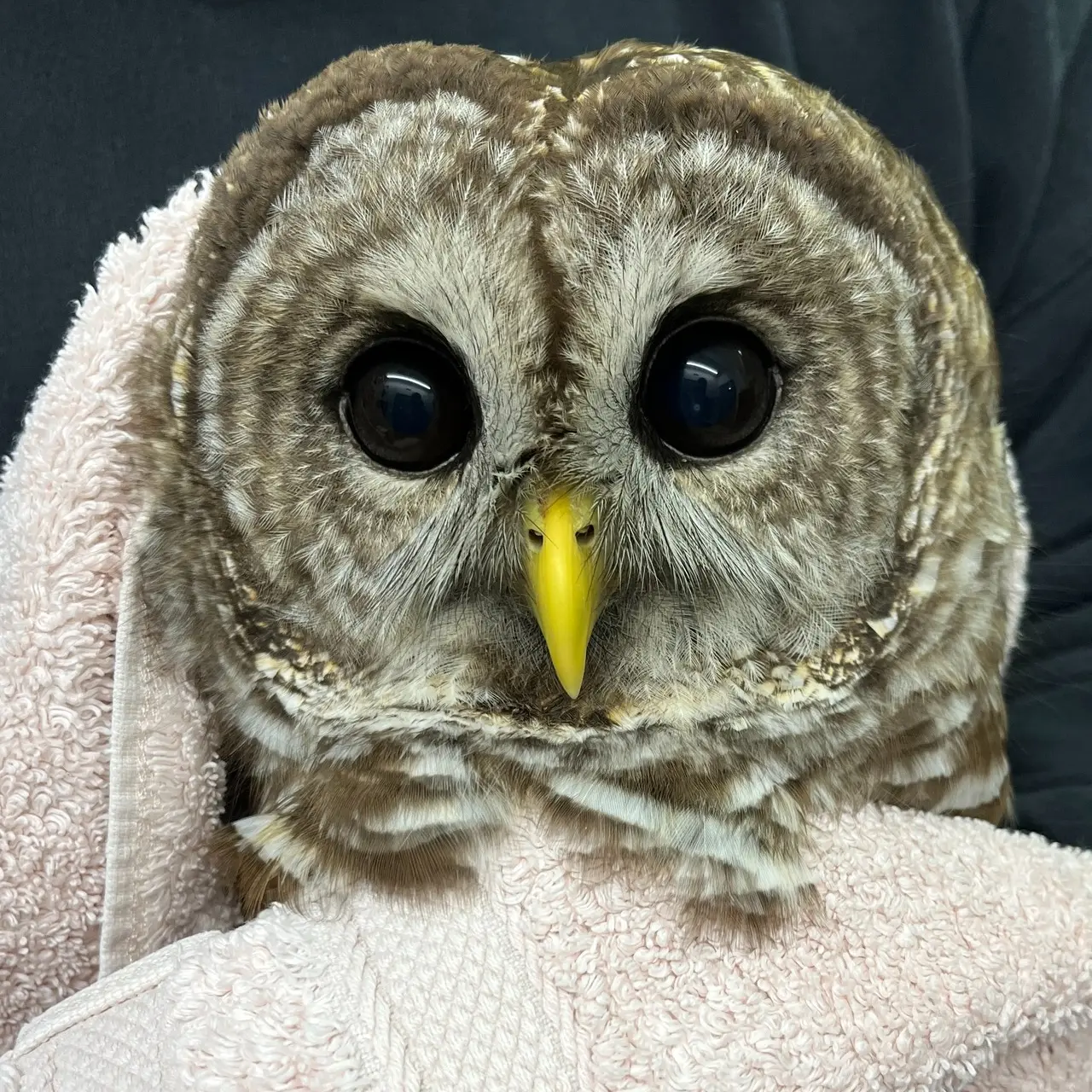 A Barred Owl is wrapped in a pale pink-white towel. The rehabilitator behind wears a dark top in a shade best described as "ocean diving on a moonlit night". The owl has large black eyes, with the slightest tinge of brown to them, and a ceiling tube light reflected in each. She has a bright yellow beak and plumage in bars of ashy white and brown. She looks like a polite owl.