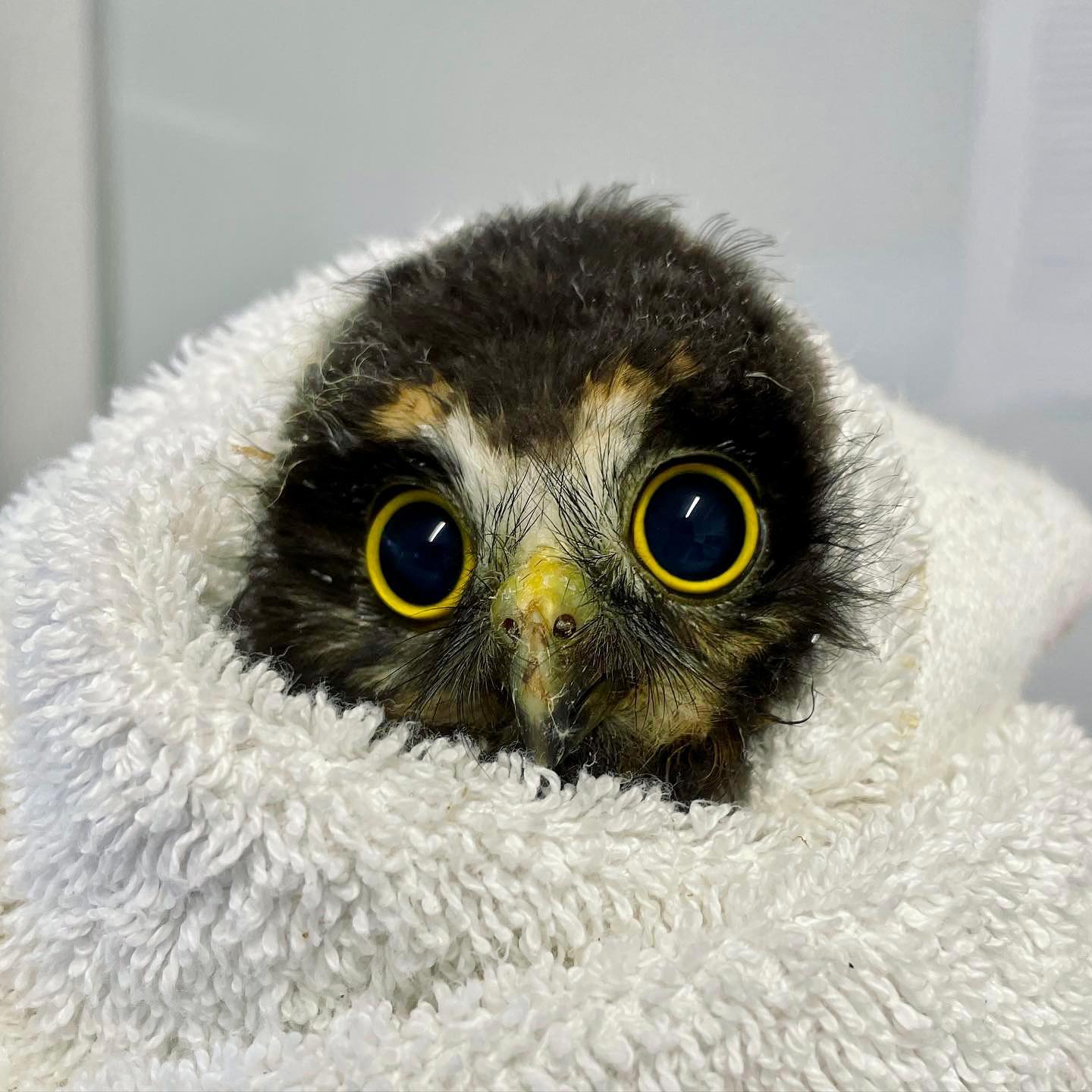 Baby ruru checkups at BirdCare Aotearoa