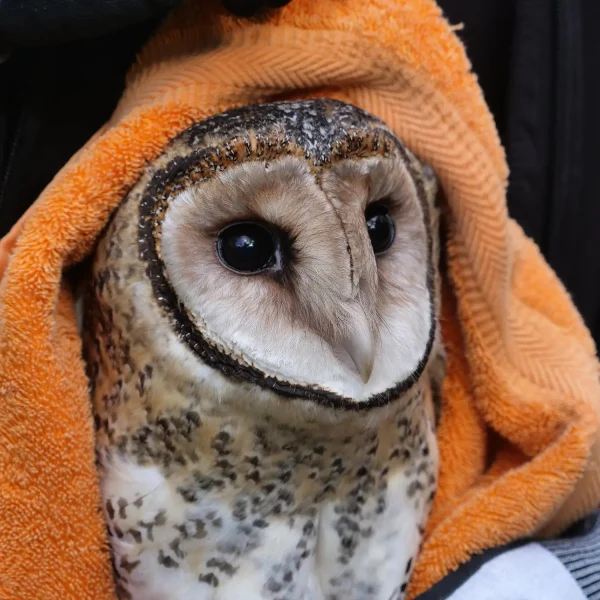 Rat Poison Kills More Than Rats