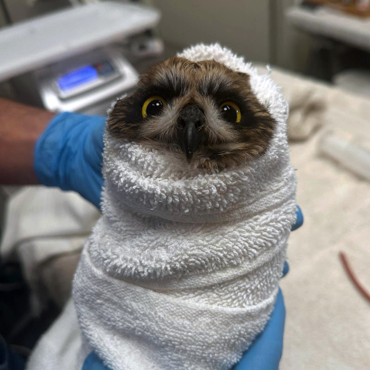 Short Eared Burrito