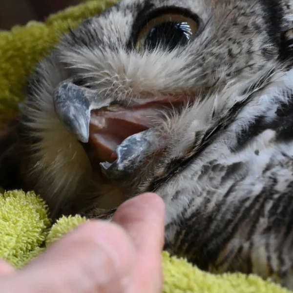 Close up of Iris, shot from below examining her freshly trimmed beak. She's all whiskers. From this angle we see the roof of her open mouth. A finger points below her chin, and Iris looks up at the owner with an expression that would appear without context to be adoration, but we know can only be fuuurious anger at having to go through all this again.