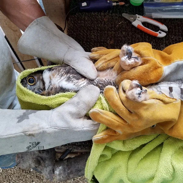 A yellow eye peers at the camera from within the grellow frog hood. Dremel and canine-grade toenail clippers sit on the bench behind. In contrast to the previous photo, the humans have decided to wear thick gloves. Probably a wise move.