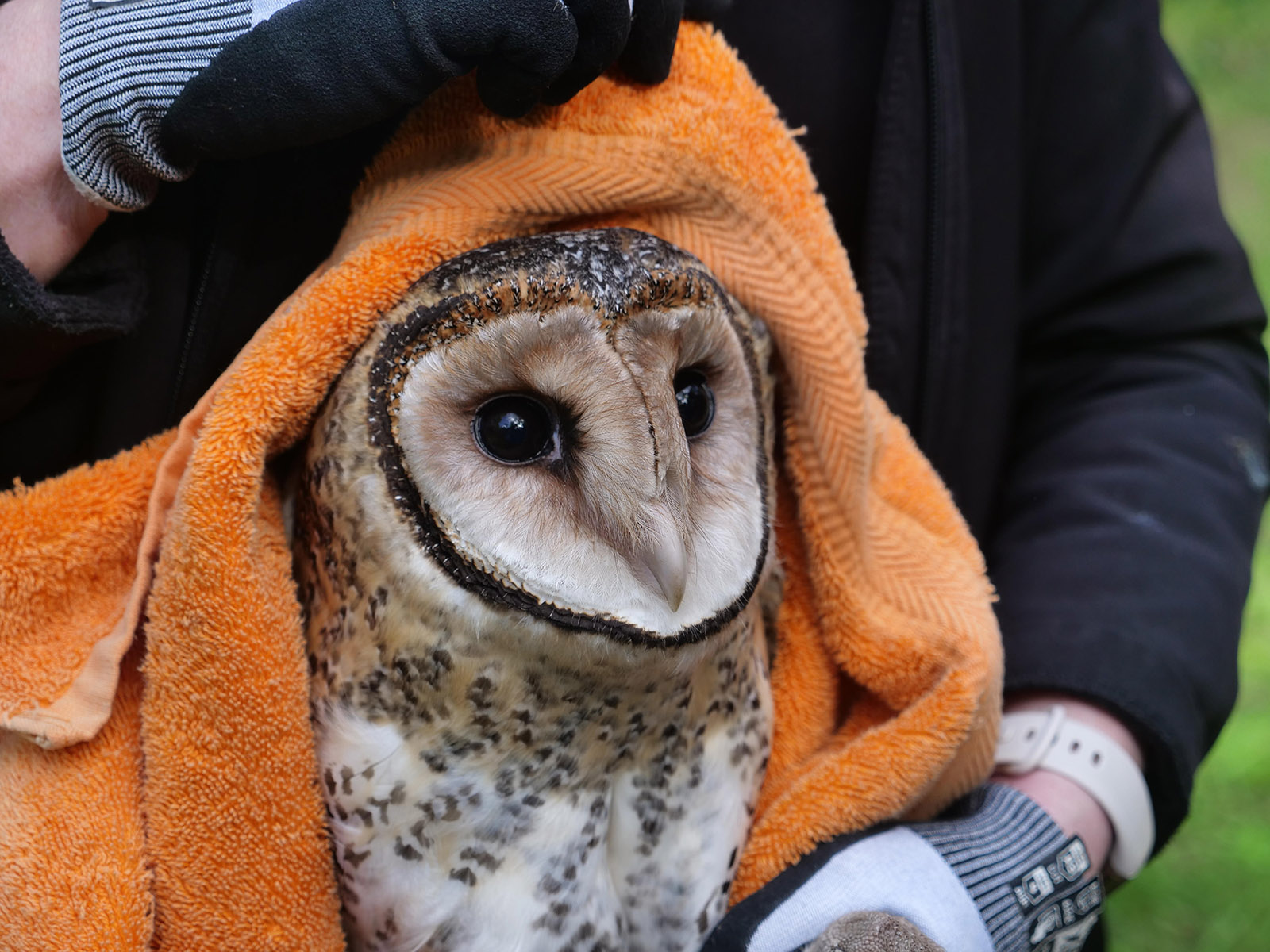 This Australian Masked Owl has a heart-shaped facial disk, much like his cousin the Barn Owl from the same genus, Tyto. His feathers are generally light tan to white in colour, with the exception of flecks of brown around his neck, and a dark ring of brown around his head, forming the "mask" from which he gets his name. He is wrapped in an orange towel, held by a person in black clothes in an outdoor setting.