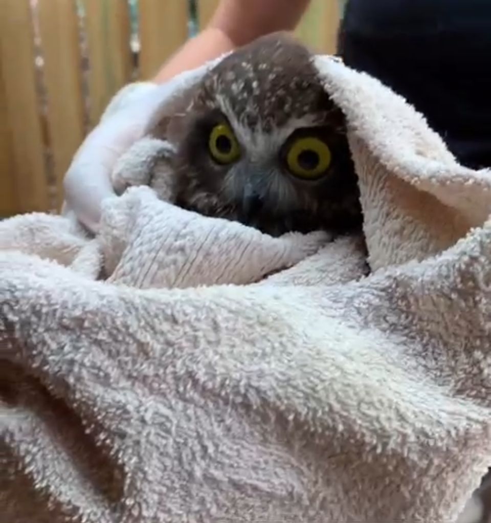 ‘Rocket’, the little Tasmanian Boobook owl