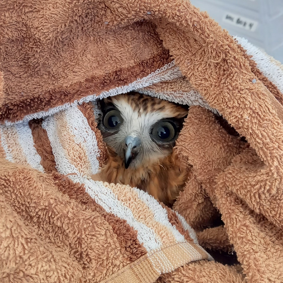 An Australian Boobook is couched within the loose folds of a towel, much like a Sarlacc finds its nesting place in the Great Pit of Carkoon. The setting is indoors; behind and out of focus is a cabinet of translucent trays, but the picture is primarily composed of cotton towel. Two dark olive-grey eyes and a single beak emerge from the depths, as well as plumage of gingery brown and caramel fudge feathers, which incidentally match the palette of the towel. Stripes of white on the towel match the X or โต shape of white feathers across the bridge of the owl's beak and brow. He looks bitey.