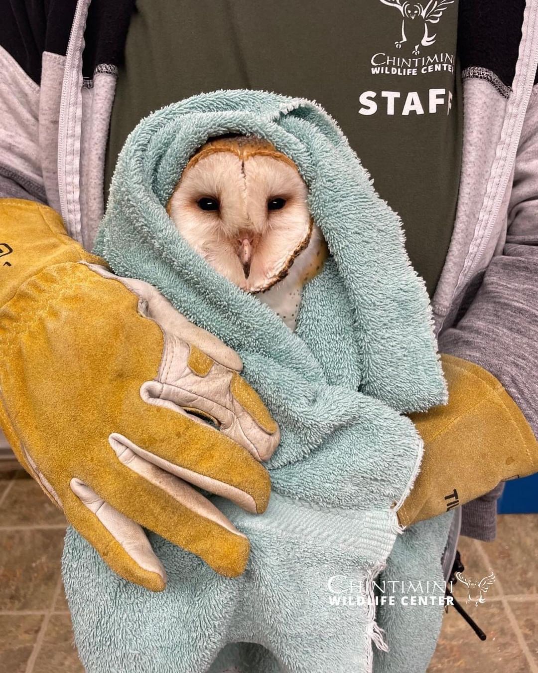 Barn owl rescued from barn ouch